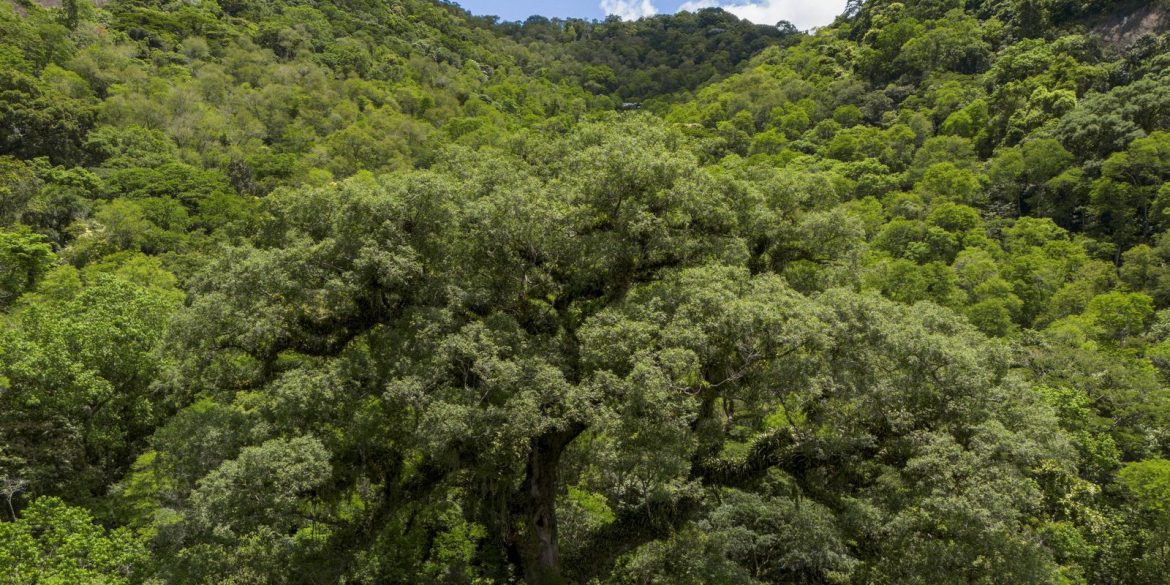 selecao-tv-brasil:-conheca-os-12-contemplados-na-linha-sobre-natureza