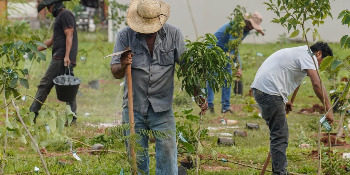bb-vai-compensar-emissoes-da-cop15-no-brasil
